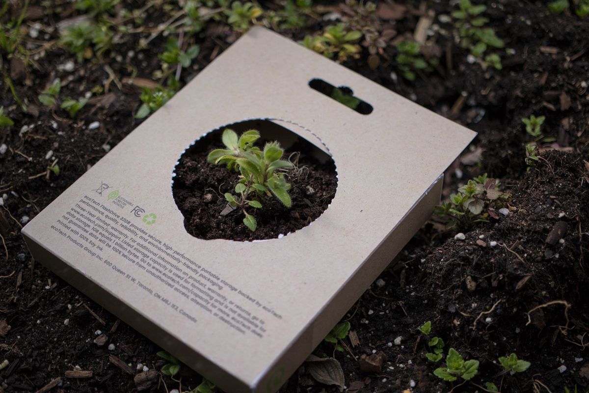 Sustainable packaging design turned into a planting box with the plant inside